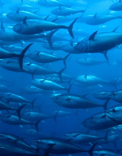Peixe Selvagem.